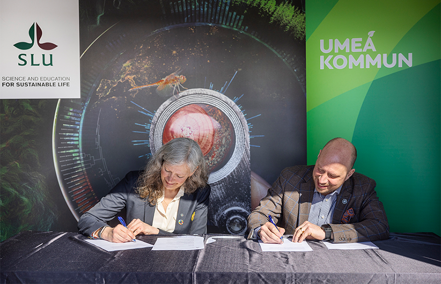 Rektor Maria Knutson Wedel och Hans Lindberg (S), kommunstyrelsens ordförande, Umeå kommun, undertecknar samverkansavtal. Foto: Fredrik Larsson.