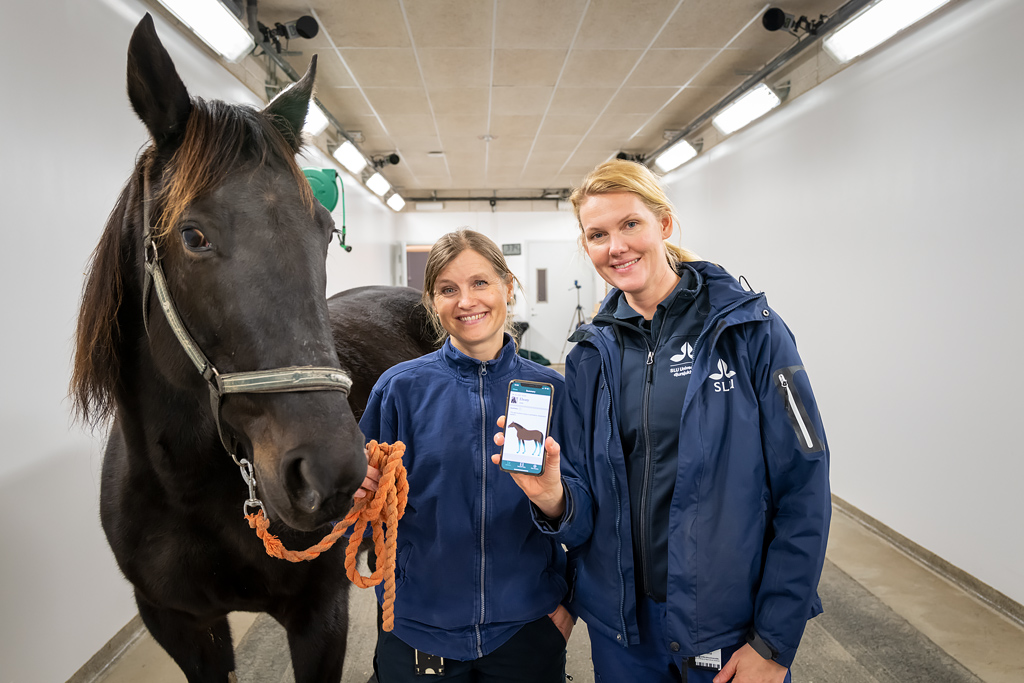 With the new digital measuring tool, horse owners can film their horses themselves in order to be able to early detect and measure lameness. 